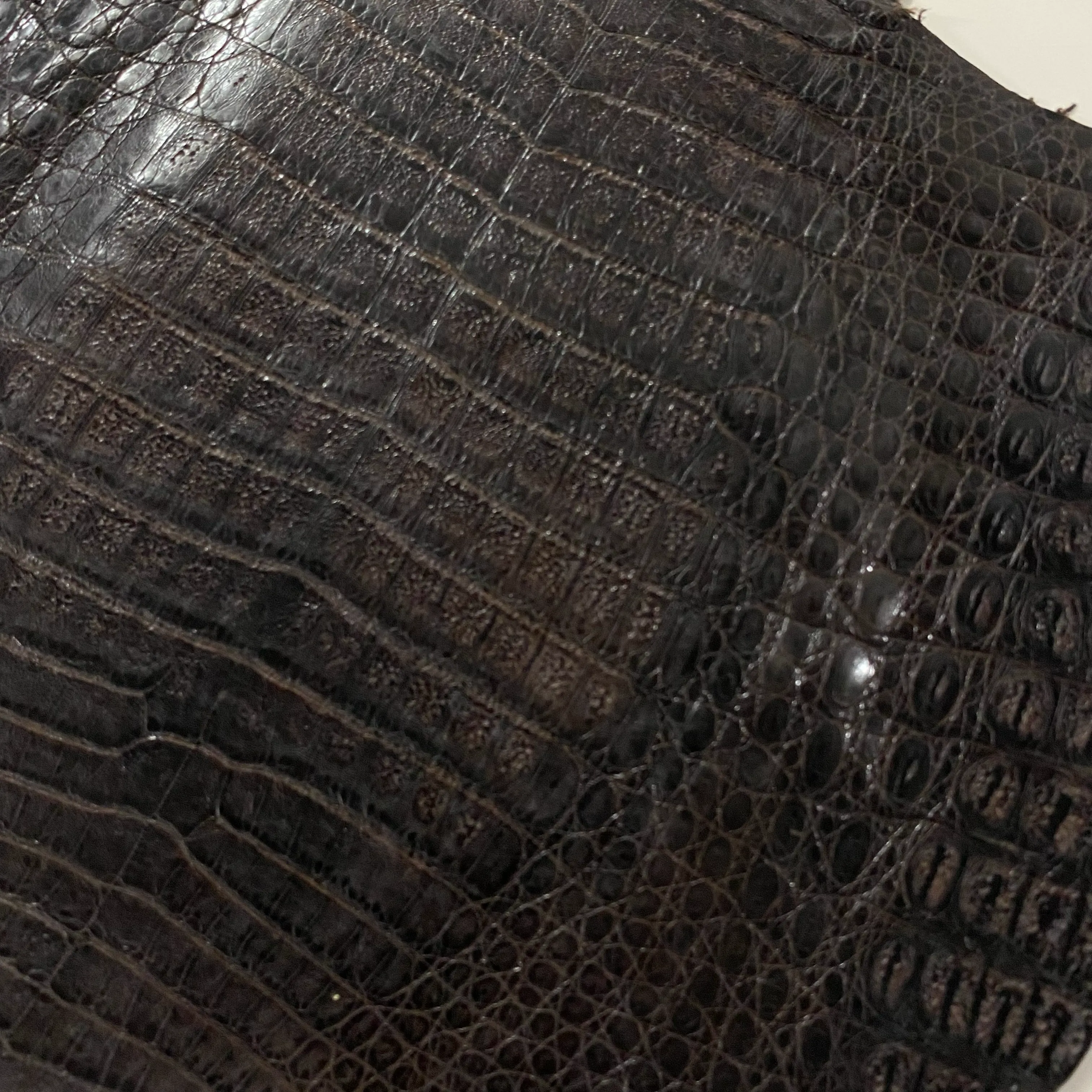 Caiman Crocodile | Dark Brown